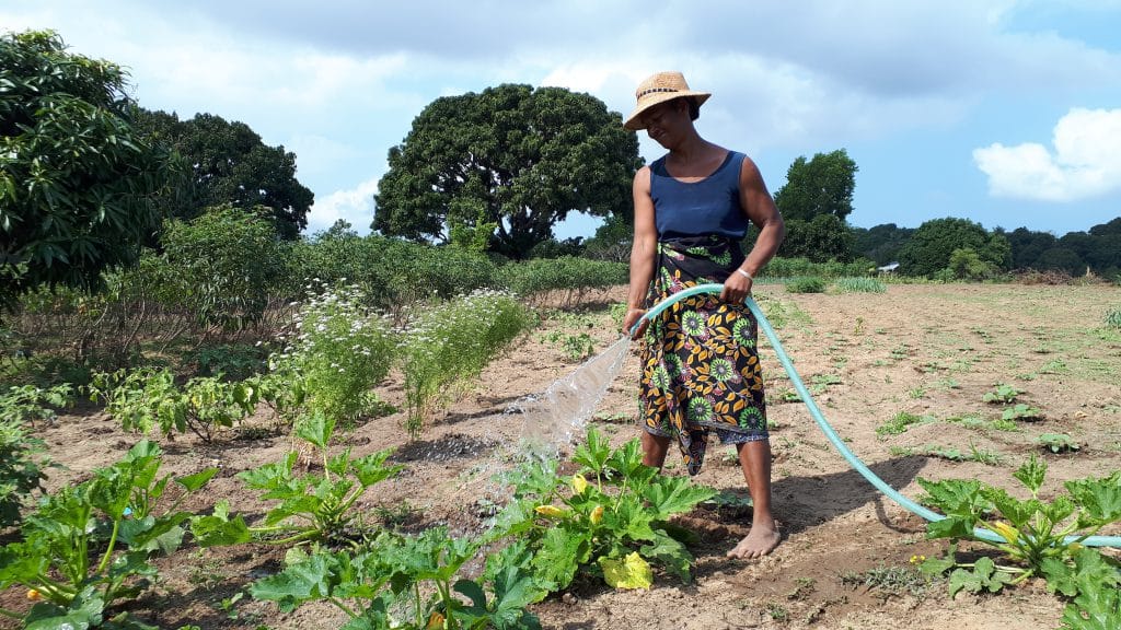 Farmer irrigating field with a hose